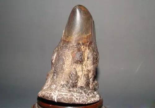 犀角最新价格与寻找内心平静的旅行探险