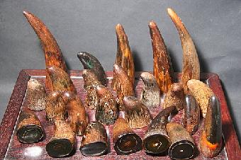 犀角最新价格与寻找内心平静的旅行探险