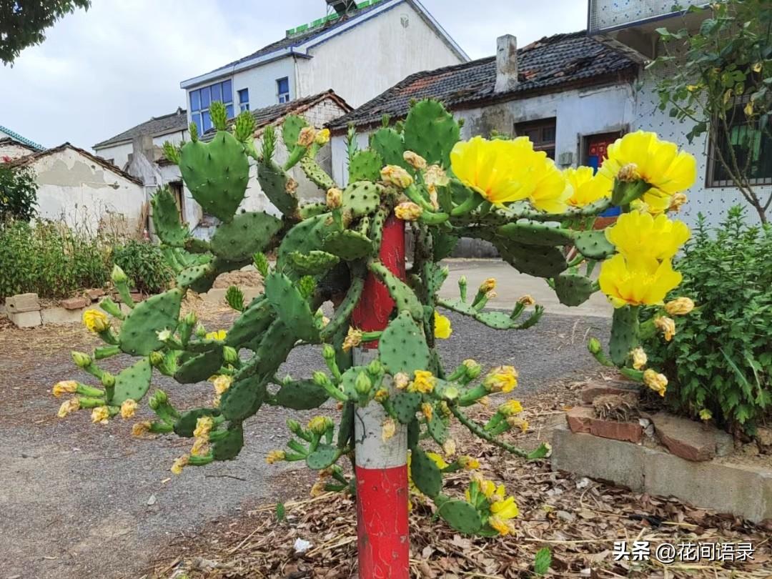 小巷深处的最新圣诞绿意宝藏