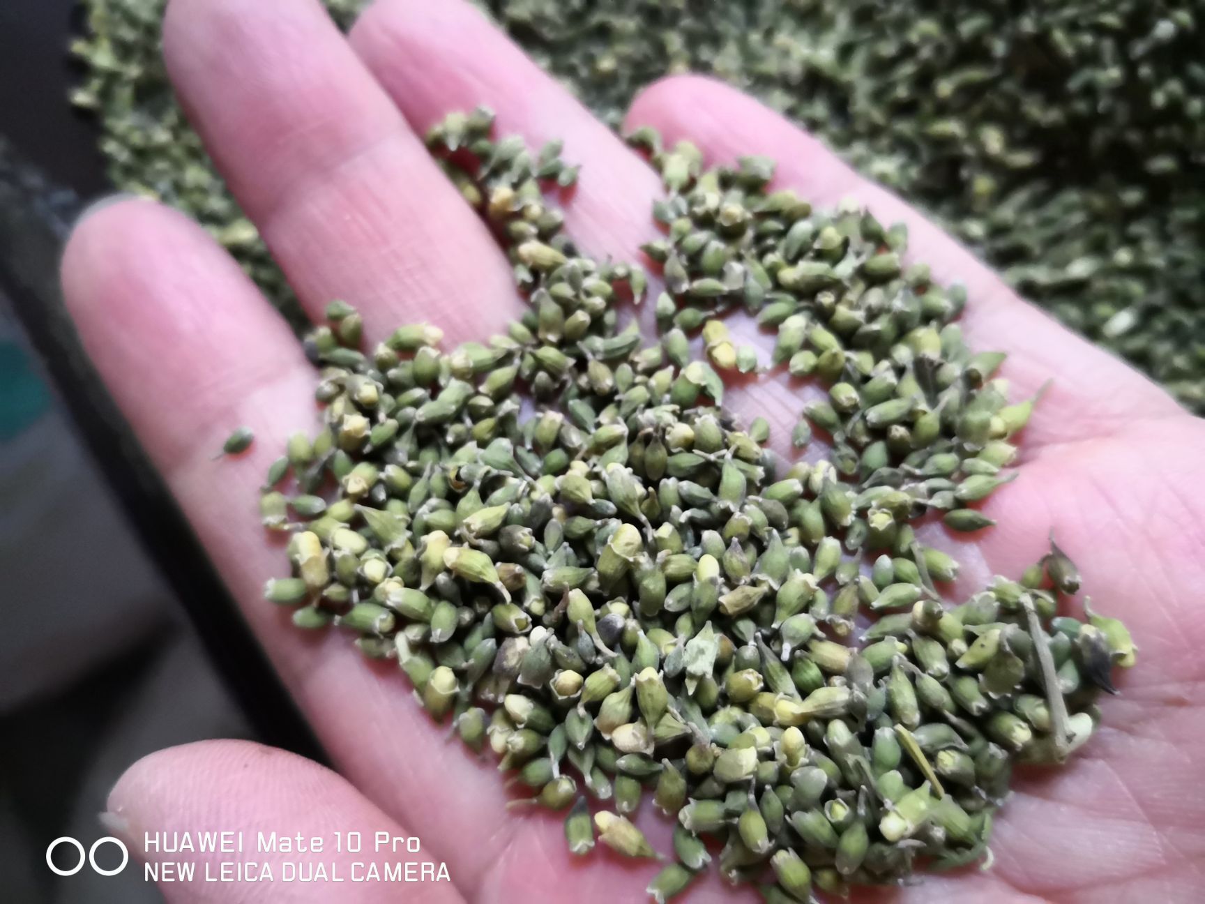 最新槐米价格分析与趋势预测