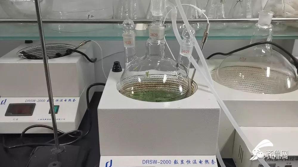 山东芹菜产地最新价格揭秘，绿色之旅寻求内心平静之道