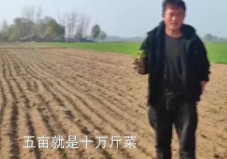 山东芹菜产地最新价格揭秘,绿色之旅寻求内心平静之道