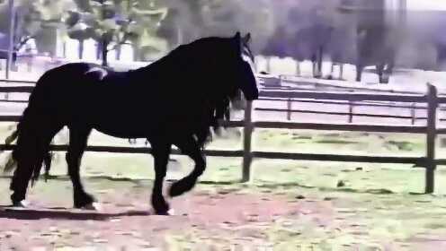 公马配最新视频播放,公马配最新视频播放，小巷深处的特色小店探秘