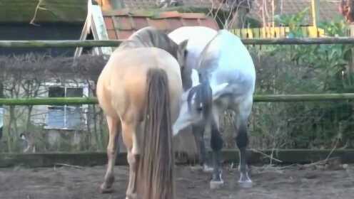 公马配最新视频播放,公马配最新视频播放,小巷深处的特色小店探秘