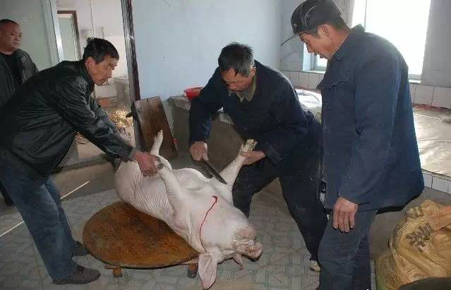 2024年春节杀猪视频，记录温馨的杀猪瞬间