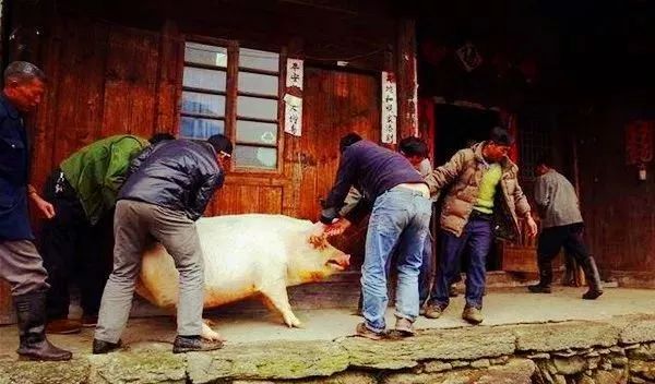 2024年春节杀猪视频,记录温馨的杀猪瞬间