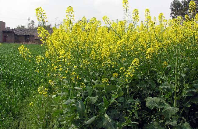 油菜最新行情与小巷深处的味觉盛宴揭秘