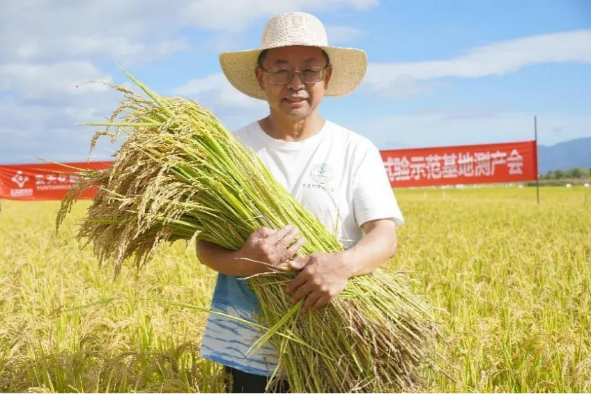 今日黍子价格行情及小巷特色小店探寻报告