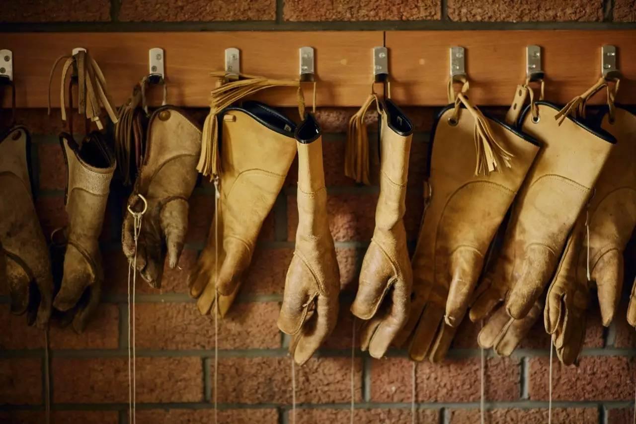 最新鹰猎视频大全，猎鹰的激情与艺术探索