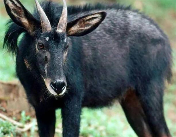 四不像正版资料,决策审批资料_赛博版60.339