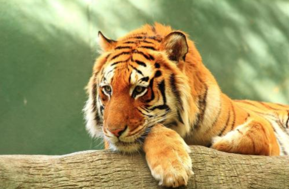 2024澳门白老虎正版资料,安全设计方案评估_悬浮版10.334