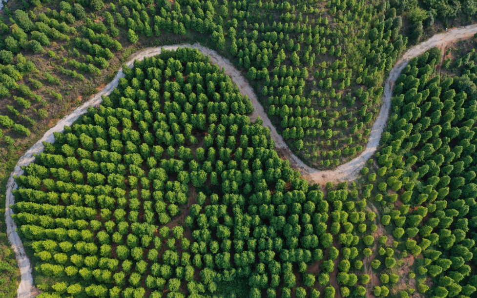 摇钱树四肖八码期期三码必中,方案优化实施_工具版12.725