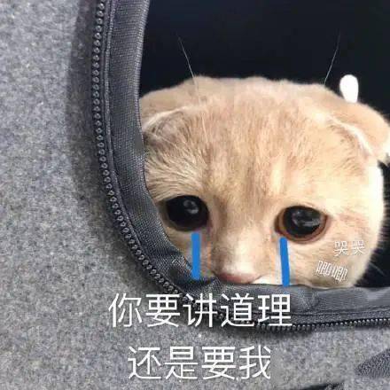 直墦港澳台最新一期，变化中的学习之旅，自信与成就感的源泉展现