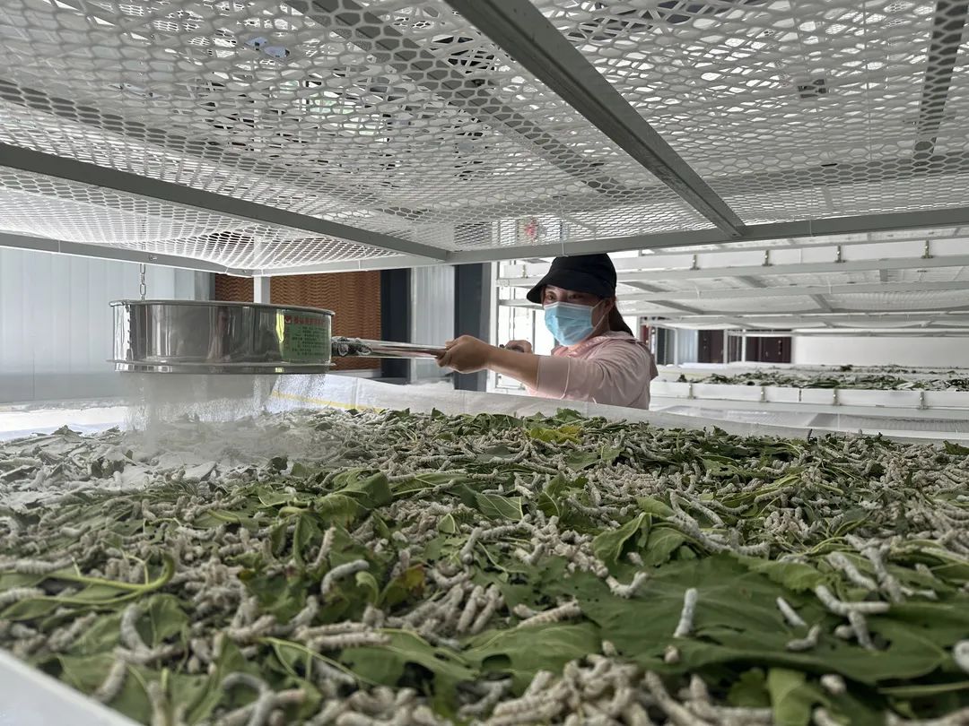 澳门最精准正最精准龙门蚕,定性解析明确评估_高效版34.188