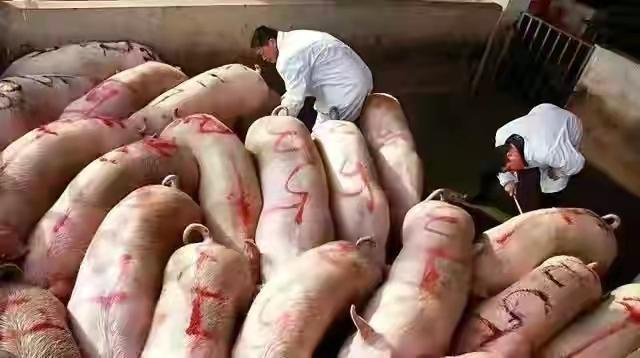 鱼价行情最新动态，深度分析与观点论述