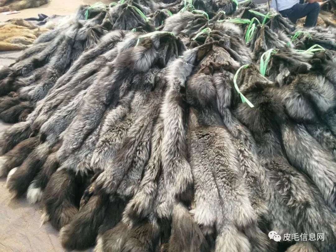 科技引领时尚，最新貉子皮价格行情与产品革新亮相